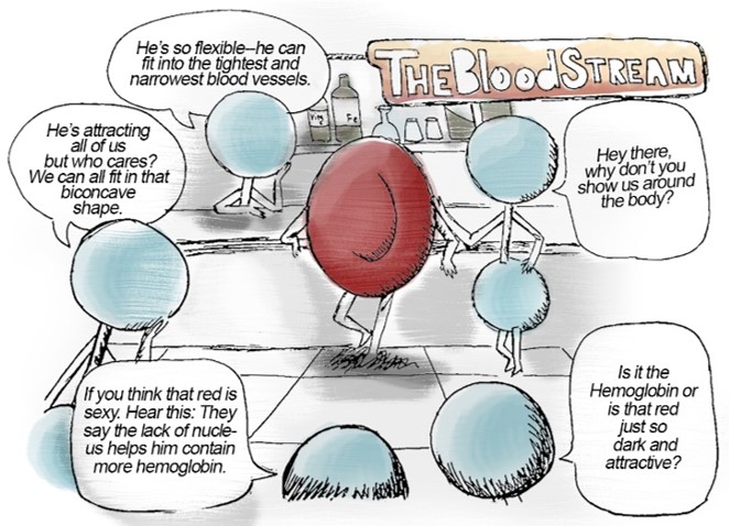 Comic about a mature red blood cell not having a nuclei.